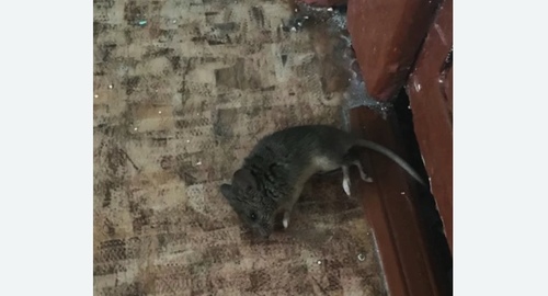 Дезинфекция от мышей в Гатчине